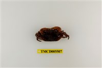 藏品(奧氏後相手蟹)的圖片